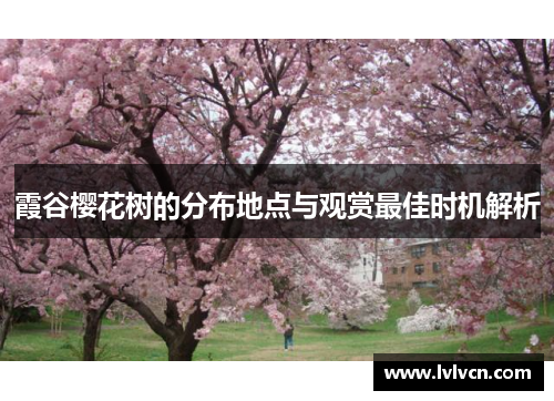 霞谷樱花树的分布地点与观赏最佳时机解析